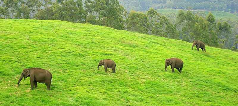side-kerala-tours
